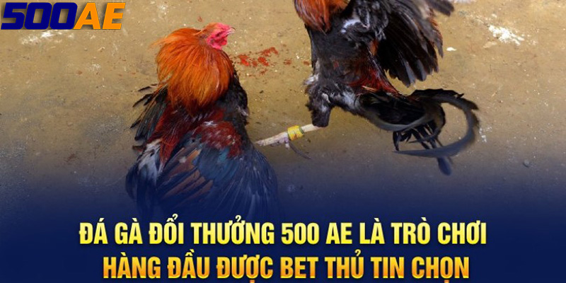 Xổ Số 500AE - Dự Đoán Siêu Chuẩn Bạch Thủ Lô Hôm Nay